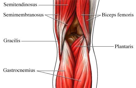 Leg muscles front color royalty free vector image / the lateral compartmen. Time for us to share how Week 3 of our 90-day Splits ...