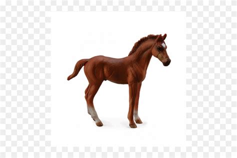 Chestnut Thoroughbred Foal Baby Foal Chestnut Horse Clipart 3536928