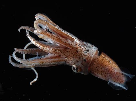 Basicly calamari is squid that being deep fried with flour and plus plus extra ingredient to ake it tasty n chruchy. Squid Pictures wallpaper | 1600x1200 | #14324