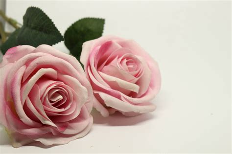 Kostenlose Foto Blume Blütenblatt Lebensmittel Romantik Rosa
