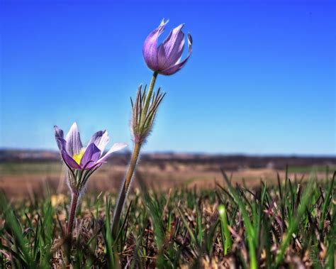 Reaching For The Sky Spring Prairie Crocus Pasque Flower In South