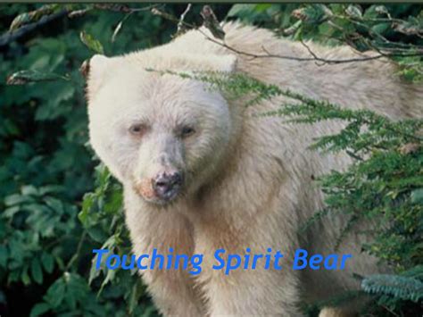 Touching Spirit Bear Can You Survive Play Online At Textadventures