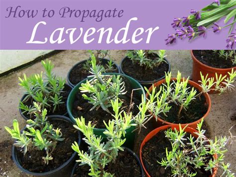 These cuttings are still covered after 8 plus weeks. Hometalk | Plants for Free - How to Propagate Lavender