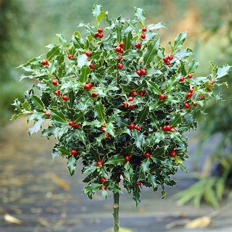 Pair Of Holly Standards With Pots Gardening Direct