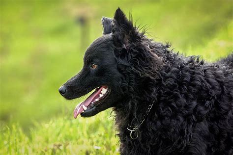 The croatian sheepdog is a dog breed from croatia. Croatian Sheepdog - Breed Information (Health, Appearance ...