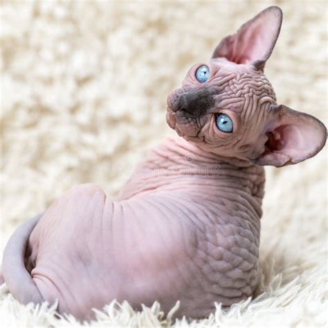 Canadian Sphynx Cat Of Blue Mink And White Color On Brown Background