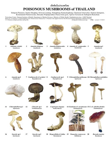 Poisonous Mushrooms Of Thailand Field Guides