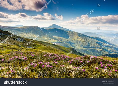 Magic Pink Rhododendron Flowers On Summer Mountain Carpathian Ukraine