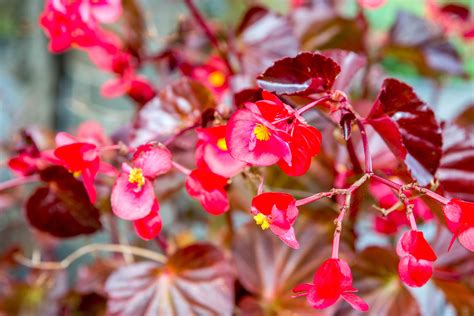 How To Grow And Care For Wax Begonias