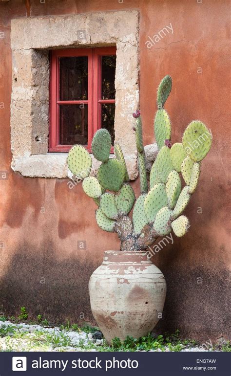 Potted Indian Fig Prickly Pear Cactus In Terracotta Pot