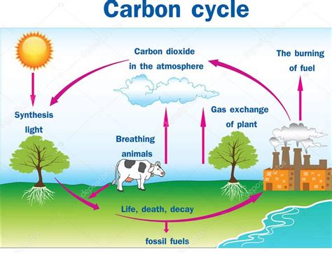 Vector Del Ciclo Del Carbono — Vector De Stock © Magemasher 129433896