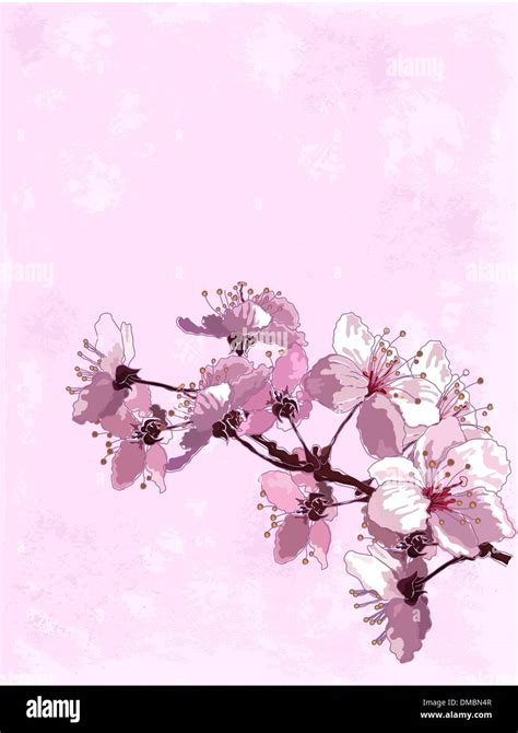Cherry Blossom Background Stock Vector Image And Art Alamy