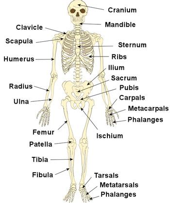 Long bones are mostly located in the appendicular skeleton and include bones in the lower limbs (the tibia, fibula, femur. What is a skeleton? - Quora