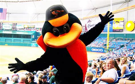 Bird Orioles Mascot The Baltimore Oriole Bird Mascots On Behance