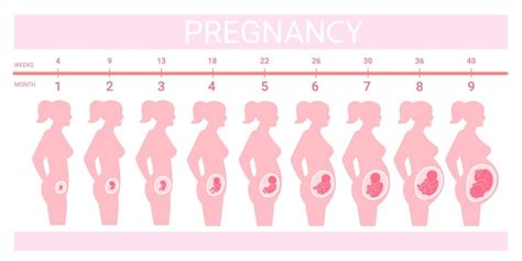 Stadia Foetus In Buik Tijdlijn Prenatale Ontwikkeling Weken Maanden