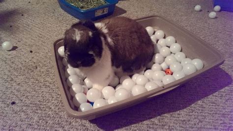 A Bunny Ball Pit Filled With Ping Pong Balls Add Treats For A Fun Play