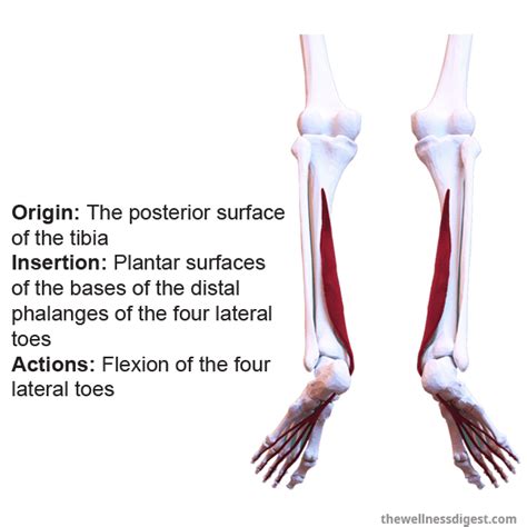 Flexor Digitorum Longus Muscle Pain The Wellness Digest