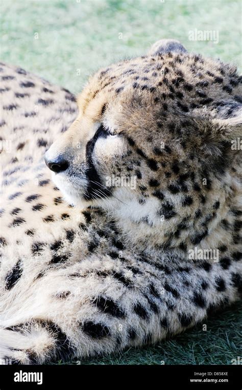 Cheetah Closeup Profile Resting In The Sun Stock Photo Alamy