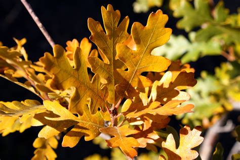 Scrub Oak Leaves in Autumn Picture | Free Photograph | Photos Public Domain