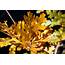 Scrub Oak Leaves In Autumn Picture  Free Photograph Photos Public Domain