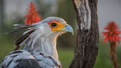 45 Best Images About Secretary Birds On Pinterest Brian Connolly