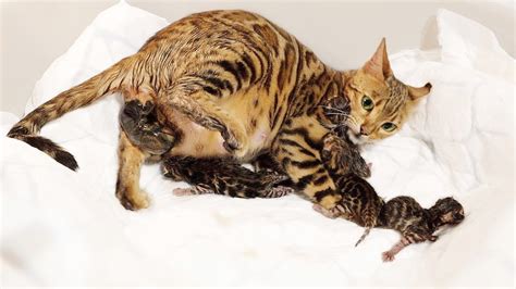 Pregnant Cats Giving Birth