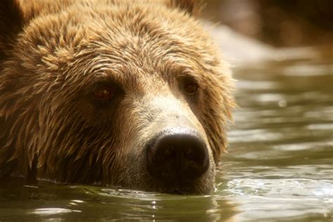 Grizzly Bear Swimming Free Stock Photo Public Domain Pictures