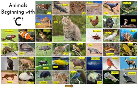Animals That Start With C Useful List Of 60 Animals 47 Off