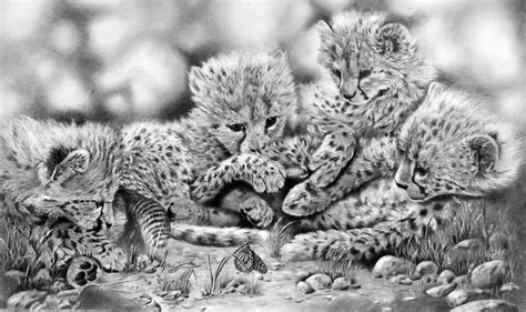 Cheetah Cubs Pencil Drawing Of Cheetah Cubs This Drawing Flickr