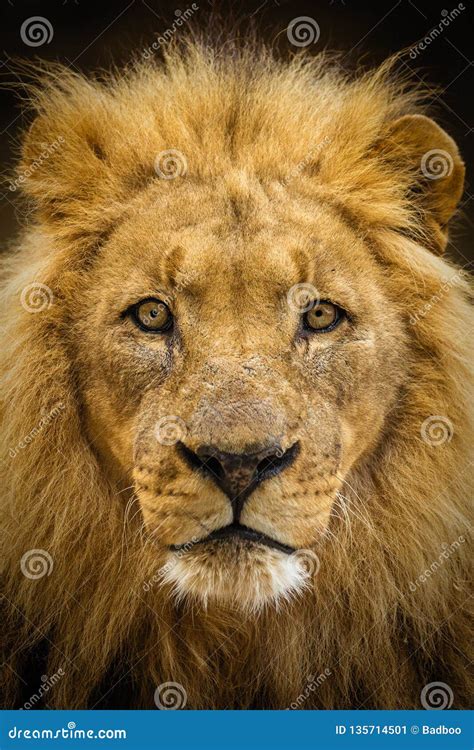 Majestic Male Lion Portrait Stock Image Image Of African Hunter