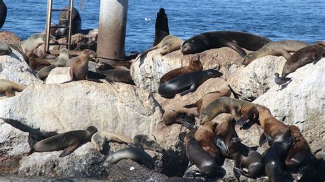 Sea Lions - Monterey Bay - California 2019 - YouTube