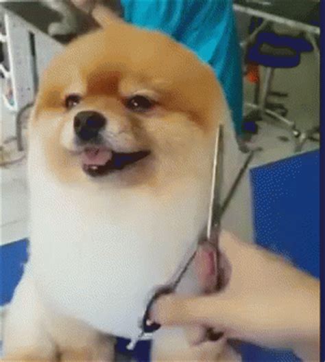 Check spelling or type a new query. Cute Dog GIF - Cute Cut Dog - Discover & Share GIFs