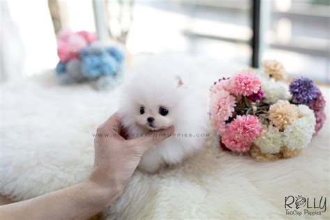 What kind of dog is a teacup dog? (SOLD to Malyn) Buzz - Pomeranian. M - Rolly Teacup Puppies