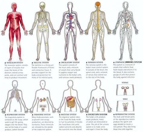 Diagram Showing The 11 Human Body Systems