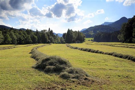 Fresh Hay On A Field Stock Image Image Of Meadow Harvest 122122175