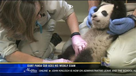 Giant Panda Cub Aces His Weekly Exam