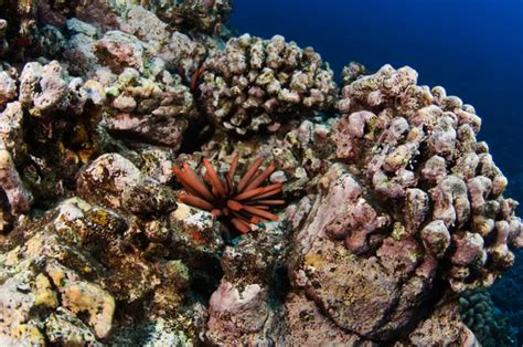 Hawaiian Reef — Stock Photo © Thediver123 3850915