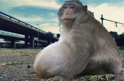 Morbidly Obese Monkey Captured Near Hillsborough River Tampa News Force