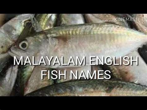 Which fish is sultan ibrahim ? Fish മത്സ്യം - YouTube