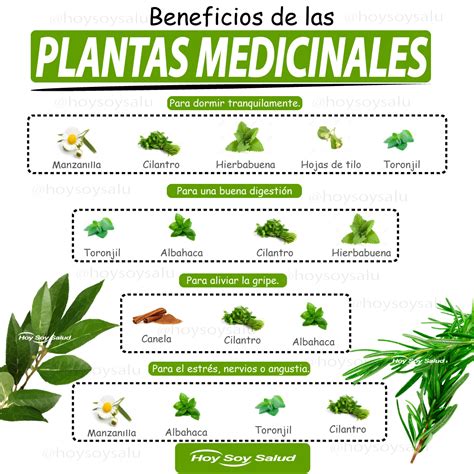 Ejemplos De Plantas Medicinales
