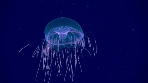 Why Comb Jelly Tours Are Simply Spectacular