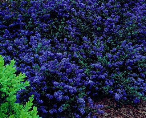 Ceanothus Blue Sapphire 7 Pot Hello Hello Plants