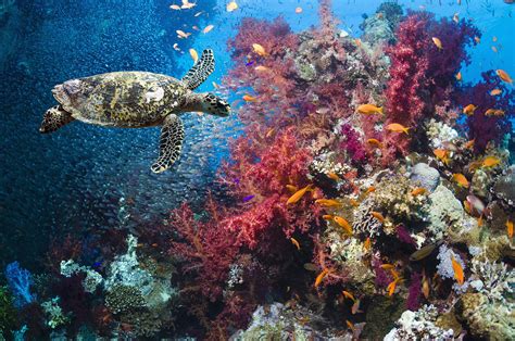 Why Coral Reef Ecosystem Is An Open System