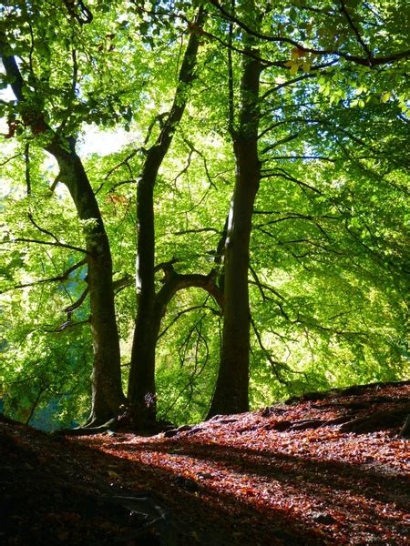 Temperate Deciduous Forests Free Stock Photos Download 5098 Free