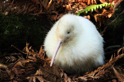 Manukura Extremely Rare White Kiwi Living In New Zealand Dies After