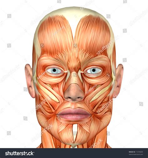 Male Human Body Anatomy Stock Photo 11476693 Shutterstock