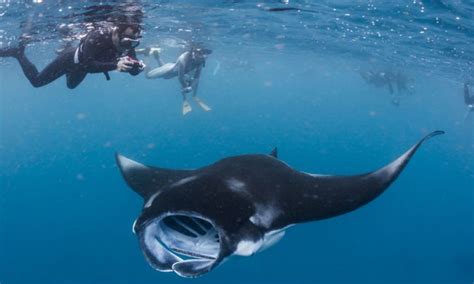 Everything You Need To Know About Swimming With Manta Rays Wanderlust