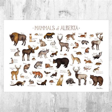 Alberta Mammals Field Guide Art Print Animals Of Canada Canadian