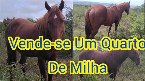 Cavalo Quarto De Milha A Venda Na Chácara Dantas Luiz Alves Youtube