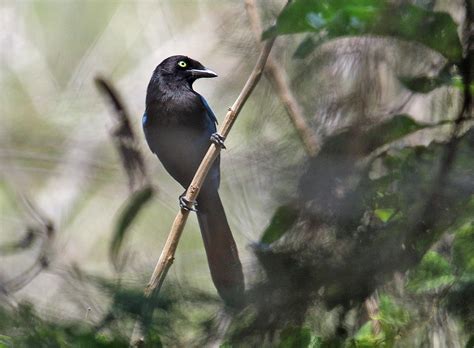 Birding In Guatemala